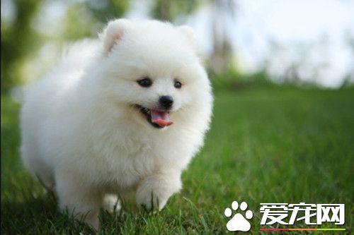 怎麼喂養博美犬 博美犬飼養需要注意地方