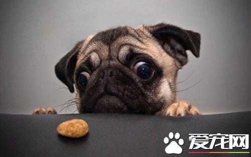 怎麼喂養八哥犬 巴哥犬的喂食以及護理方法