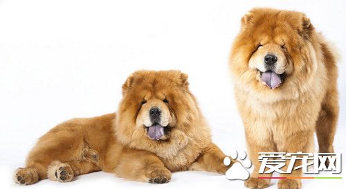 怎樣喂養松獅犬 松獅犬的喂養方法以及護理
