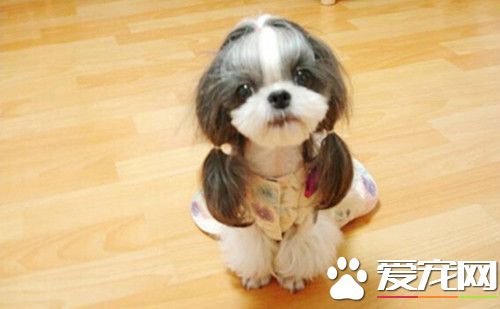 怎樣喂養西施犬 西施犬的人工飼養方法