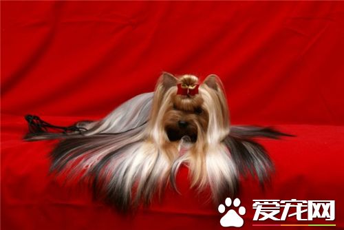 約克夏怎樣美容 約克夏美容需要注意事項