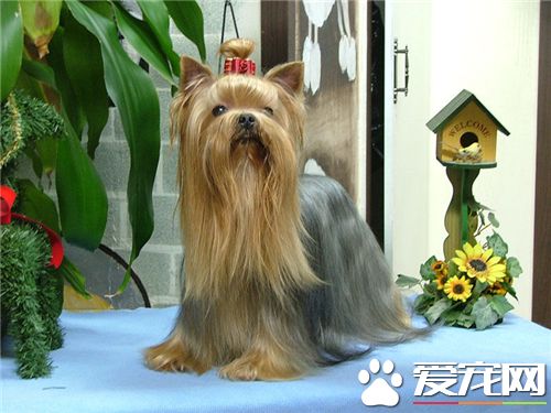 約克夏小嗎 約克夏犬的體重都在3公斤以下