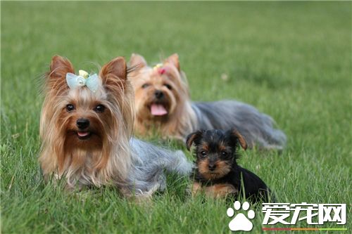 約克夏犬咬人嗎 如何改正狗狗亂咬人的壞習慣