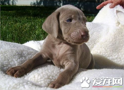 魏瑪犬嗅覺怎麼樣 魏瑪犬嗅覺敏銳善於守獵