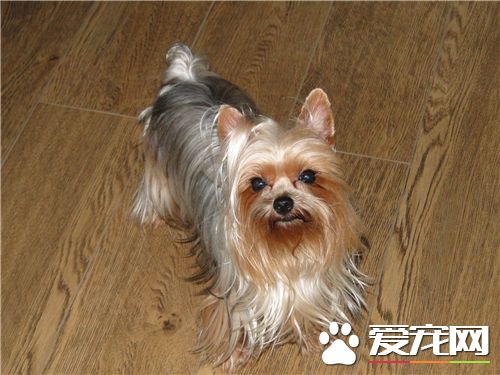 約克夏犬體長 雄性犬的身高在18到23厘米
