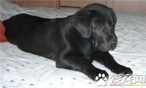 平毛尋回犬和金毛的區別 金毛是最常見的家犬