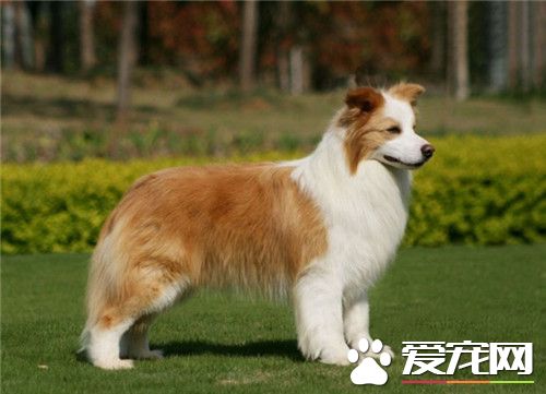 澳洲牧羊犬性格 機智活潑性情穩定而自然