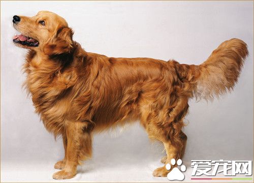 金毛尋回犬溫順 十分溫順的家庭伴侶犬
