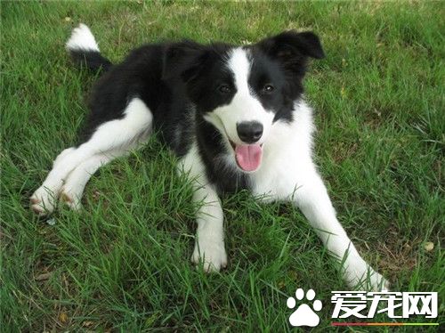 白金漢宮邊境牧羊犬 白金漢宮是一個單一犬種