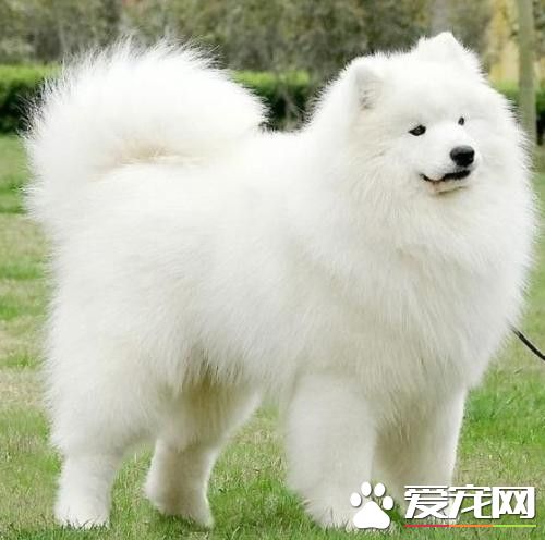 銀狐犬好養嗎 相對來說還是比較好養的