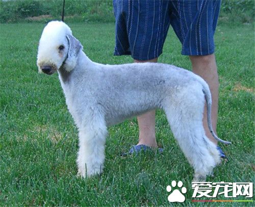 貝靈頓梗犬好養嗎 貝靈頓梗喂食注意事項