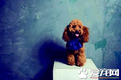 1個月的泰迪犬的喂養 適合泰迪幼犬的食物