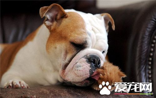 英國斗牛犬智商高嗎 對待自己的工作盡忠職守