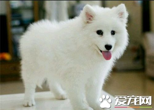銀狐犬優缺點 銀狐犬唯一的缺點就是太過於敏感