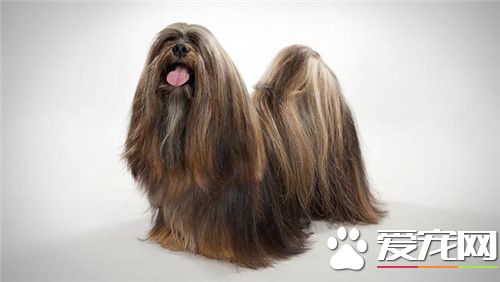 拉薩犬口水程度 拉薩犬口水量大唾液腺發達