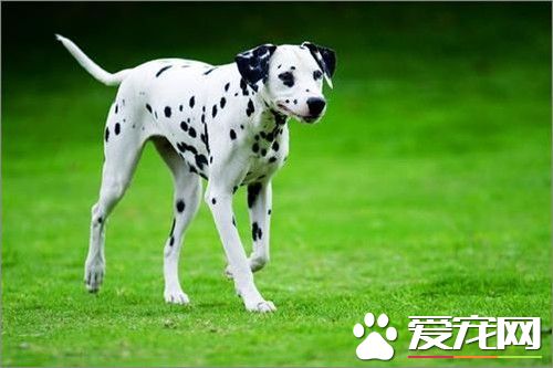 大麥町犬的智商排名 公認為最幽雅的品種之一