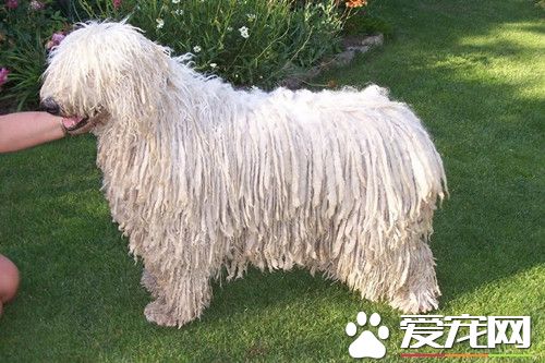 波利犬智商 波利犬在犬類中智商排名第27位