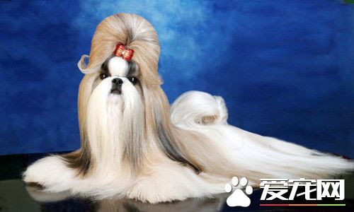 西施犬喂養 根據西施犬的年齡選擇狗糧