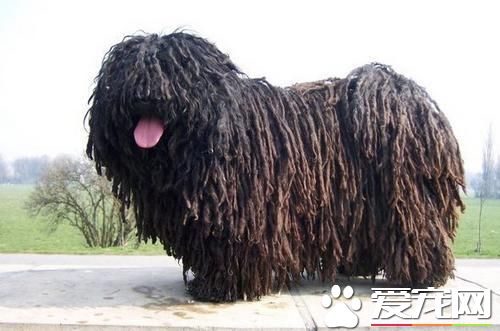 波利犬性格怎麼樣 波利犬聰明智慧富有愛心
