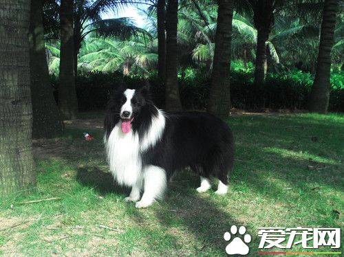 喜樂蒂牧羊犬吃什麼 喜樂蒂牧羊犬狗糧營養
