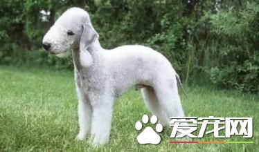 貝靈頓梗犬聽話不 貝靈頓梗犬爭斗心強