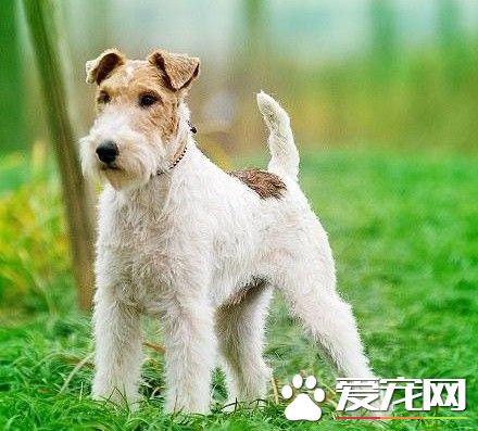 剛毛獵狐梗性格 剛毛獵狐梗性格和選購要點