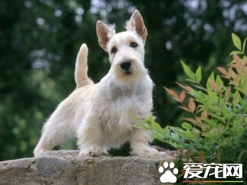 蘇格蘭梗喜叫程度 蘇格蘭梗不會亂吠
