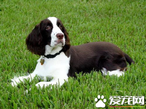 史賓格犬好養嗎 史賓格犬性格如何適合飼養