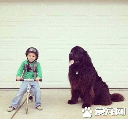 紐芬蘭犬對小孩友善程度 溫柔善良又有耐心
