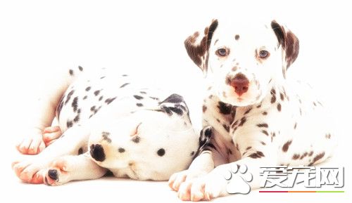 大麥町犬缺點 大麥町犬缺點到底有哪些