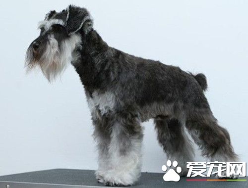 巨型雪納瑞體重 巨型雪納瑞體重約35千克左右