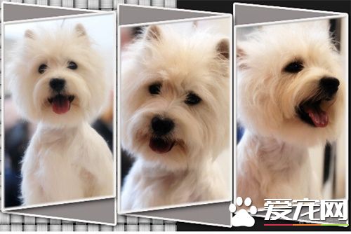 西高地白梗的日常護理 不要立即給幼犬洗澡