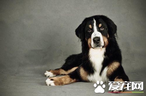 伯恩山犬怕冷嗎 耐寒性中等有一定的耐寒能力