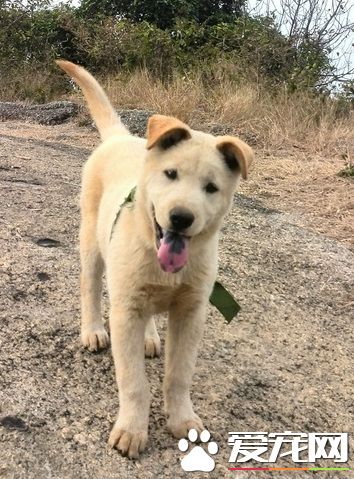 中華田園犬好養嗎 中華田園犬的飼養方式