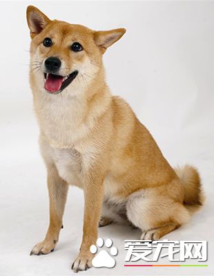 最漂亮的中華田園犬 漢族民間人們稱為土狗