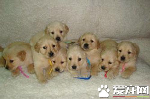 幼犬一次喂多少狗糧 幼犬喂牛奶好不好