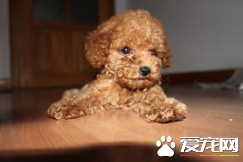 泰迪一天吃多少狗糧 泰迪喂狗糧只要七分飽