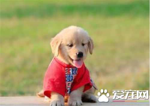 寵物寄養服務 關於寄養場所的相關問題