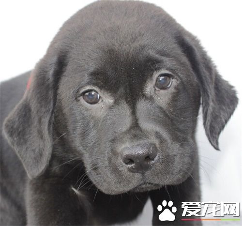 狗狗死了去哪火化 死後處理有哪些規定