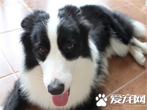 狗狗火化好嗎 寵物屍體處理的方式有哪些