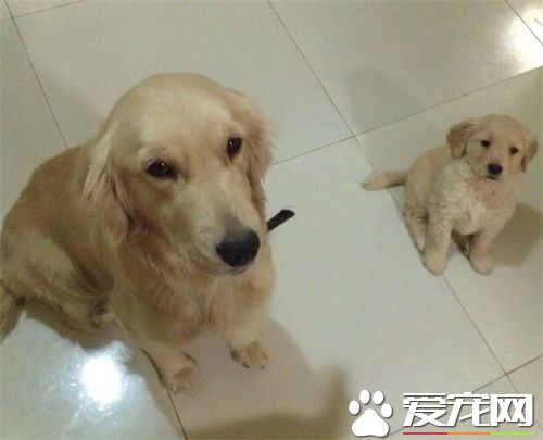 哪裡可以火化狗狗 狗狗火化的流程是什麼