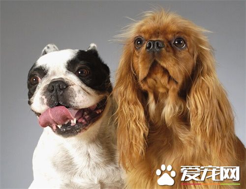 寵物狗火葬 狗狗死後屍體怎麼處理比較好