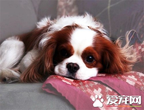 狗狗怎麼火化 寵物屍體處理有什麼規定