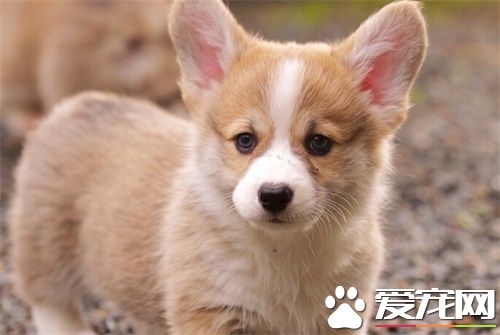 狗狗感冒吃什麼食物 狗狗在受涼感冒期間需注意