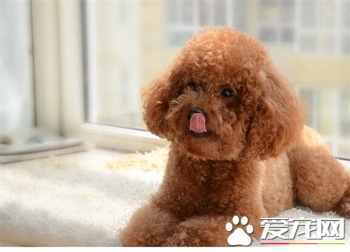 泰迪狗幾天洗一次澡 泰迪洗澡注意事項