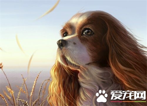 寵物狗寄養價格 寄養狗狗需要提前做的准備