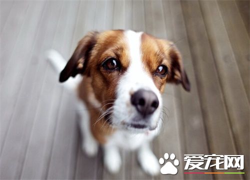 寵物店寄養狗多少錢 寵物店寄養狗狗注意事項