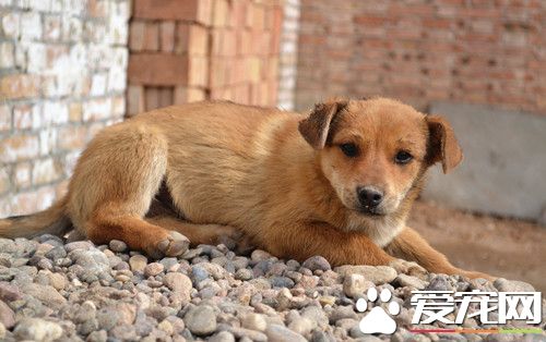 泰迪狗美容多少錢 泰迪多久美容一次最好