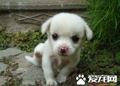 可以帶狗狗的酒店有哪些 狗入住酒店注意事項