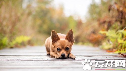 托運狗狗多少錢 狗狗托運需要注意的事項